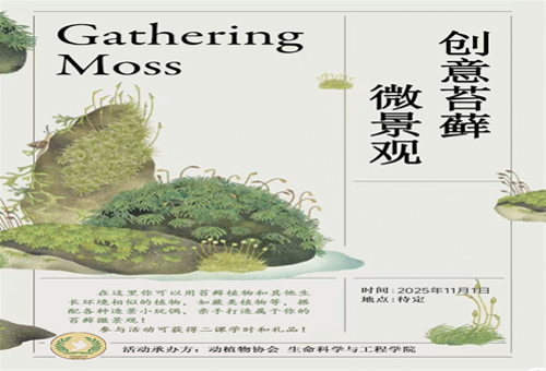 创意苔藓微景观